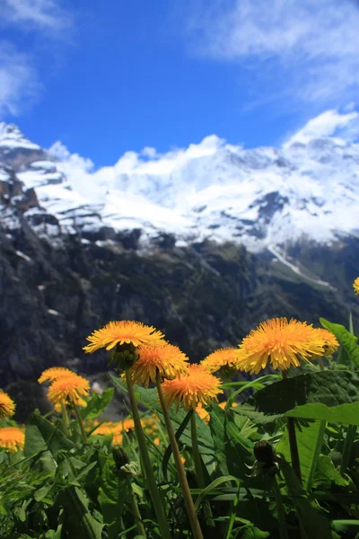 Svájci Alpokban — Stock Fotó