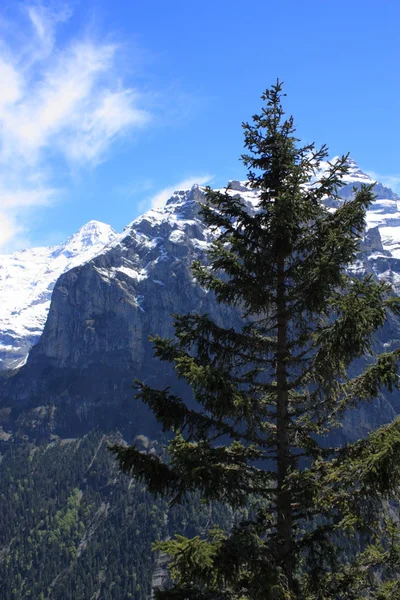 Швейцарські Альпи — стокове фото