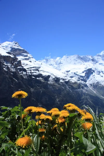 Alpes suíços Fotos De Bancos De Imagens