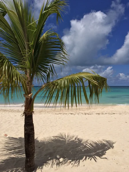 Tropical landscape — Stock Photo, Image