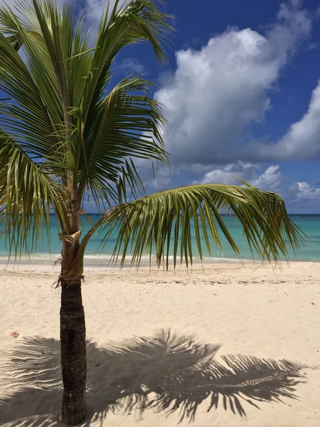 Tropical landscape — Stock Photo, Image