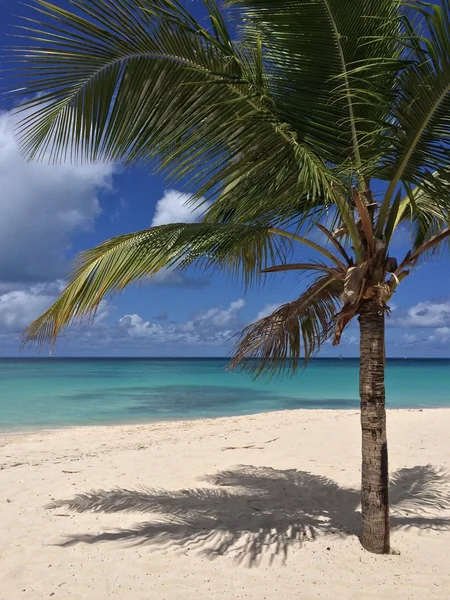 Tropical landscape — Stock Photo, Image