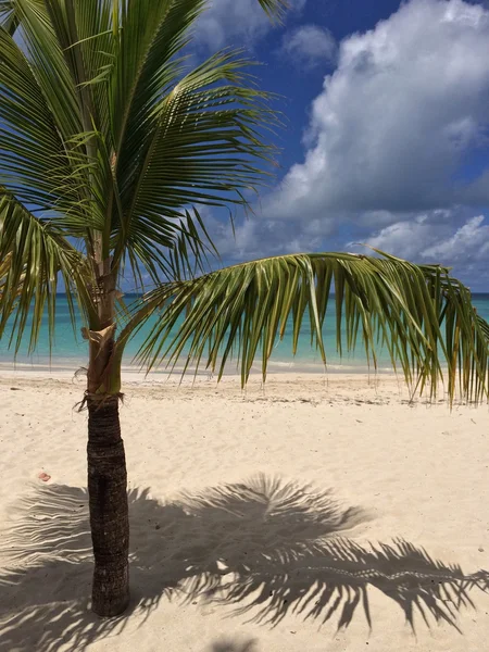 Tropical landscape — Stock Photo, Image