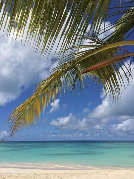 Tropical landscape — Stock Photo, Image