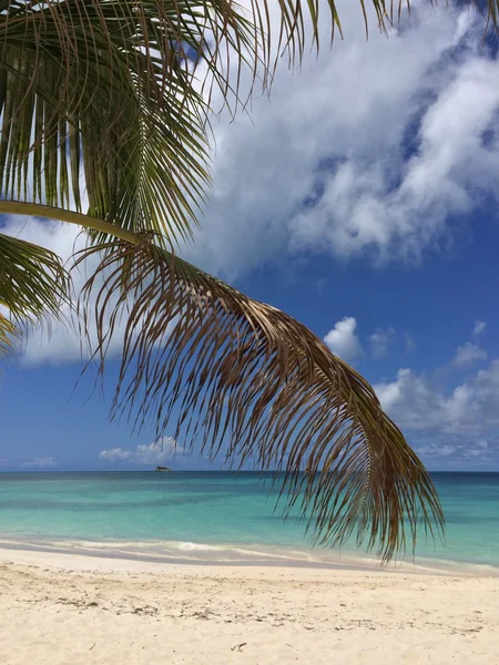 Tropical landscape — Stock Photo, Image