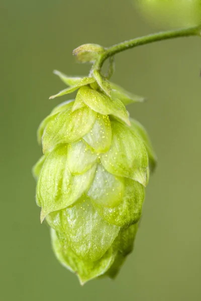 Hop - smaken av öl — Stockfoto