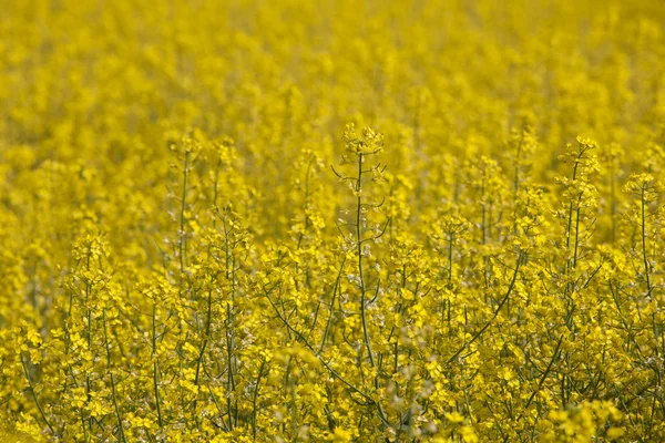 Vergewaltigung — Stockfoto