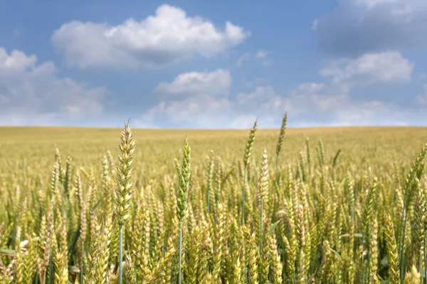 Tarweveld — Stockfoto