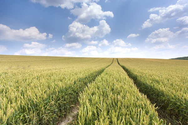 Field of wheat Stock Photo