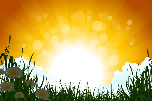 Paysage étonnant au lever du soleil avec herbe — Image vectorielle