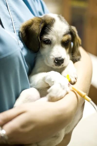 Holding puppy veteriner — Stok fotoğraf