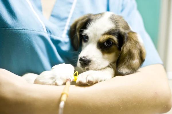 Holding puppy veteriner — Stok fotoğraf