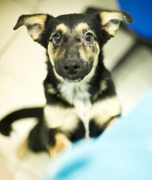 Médecin vétérinaire avec chien — Photo