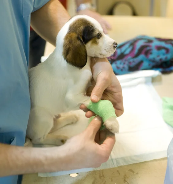 Veterinär läkare med hund — Stockfoto