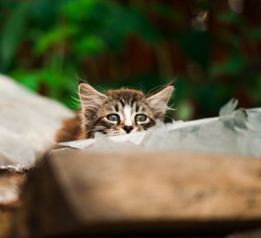 çok güzel tabby yavru kedi