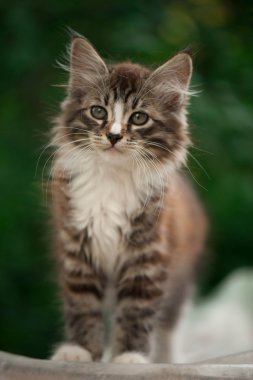 çok güzel tabby yavru kedi