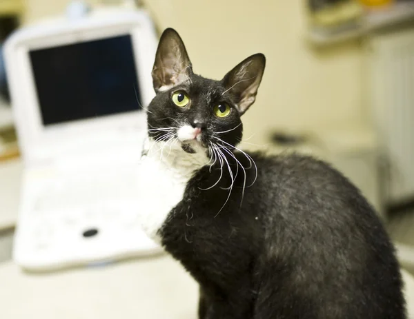 Cat in animal hospital — Stock Photo, Image