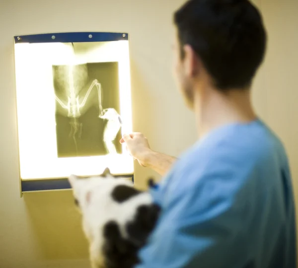 veteriner Doktor ile kedi