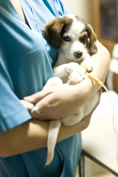 Filhote de cachorro segurando — Fotografia de Stock