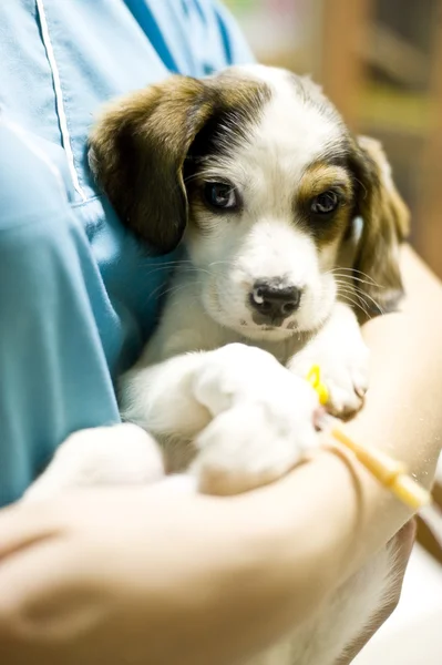 Holding puppy veteriner — Stok fotoğraf