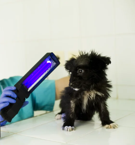 Médico veterinário com cão — Fotografia de Stock