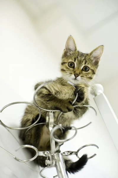पशुवैद्यकीय क्लिनिकमध्ये मांजर — स्टॉक फोटो, इमेज