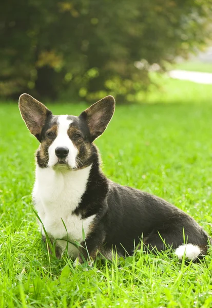 Welsh corgi cardigan pes — Stock fotografie