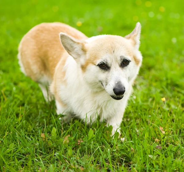 Galce corgi köpek — Stok fotoğraf