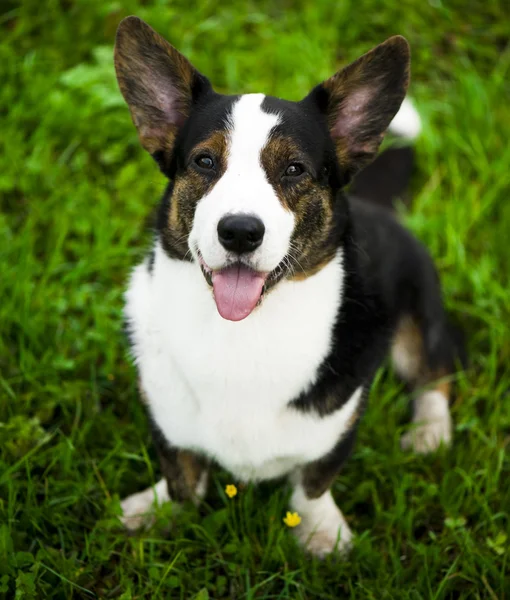 威尔士柯基犬图片羊毛衫狗 — 图库照片