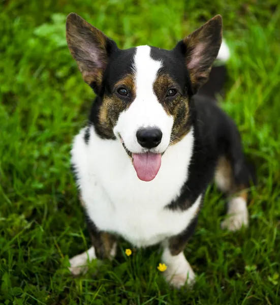 Cardigan de corgi galês cão — Fotografia de Stock