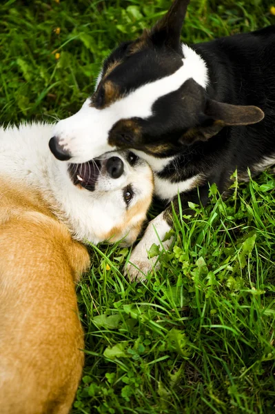 Jogando cães — Fotografia de Stock