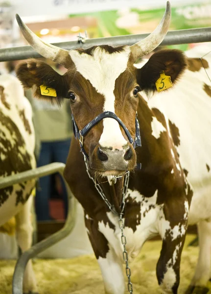 Vache dans une écurie — Photo