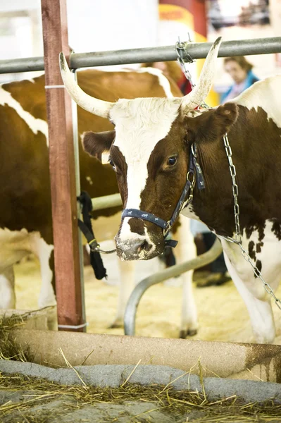 Vache dans une écurie — Photo