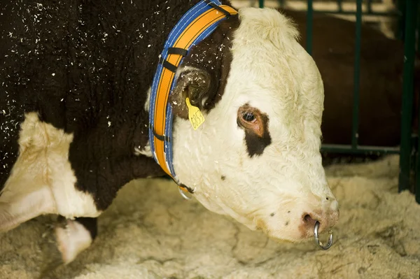 Vache dans une écurie — Photo