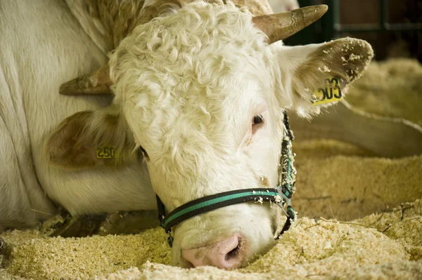 Ko i ett stall — Stockfoto