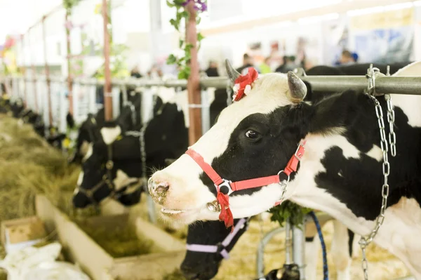 Vache dans une écurie — Photo