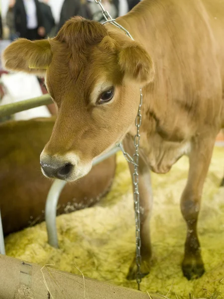 Ko i ett stall — Stockfoto