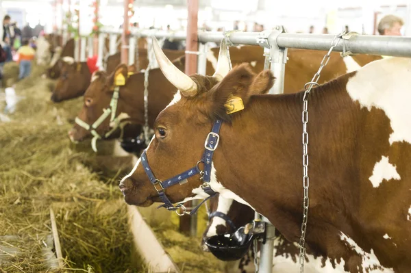 Vache dans une écurie — Photo