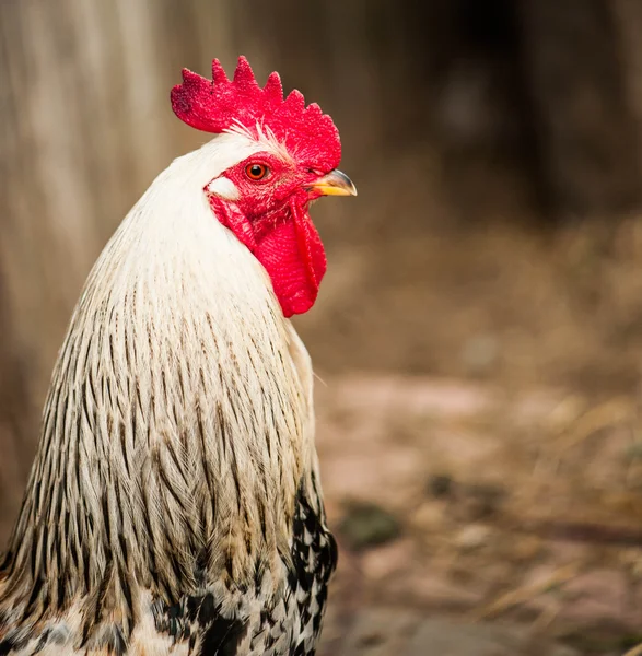 Polla en la granja —  Fotos de Stock