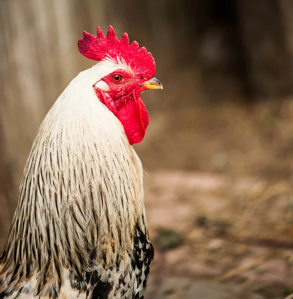 Galo na fazenda — Fotografia de Stock