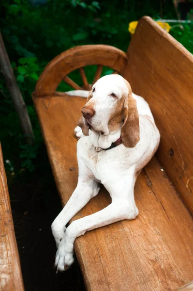 Bracco italiano psa na lavičce — Stock fotografie