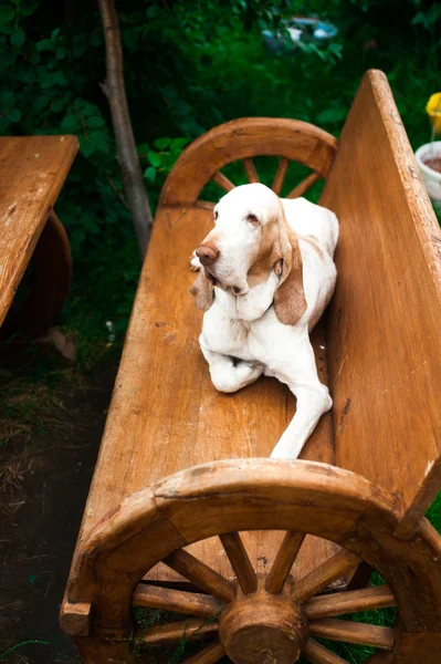 Bracco Italiano perro en el banco — Foto de Stock