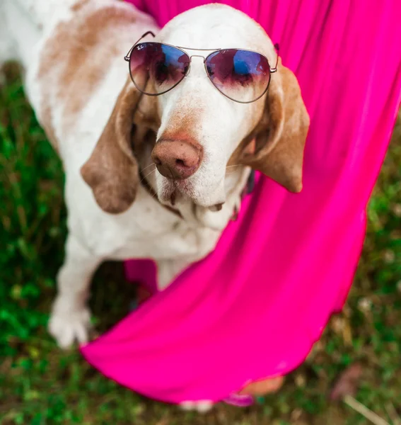 Bracco Italiano dog in sunglasses — Stock Photo, Image