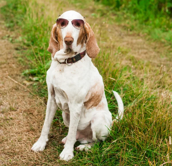 Bracco Italiano cão em óculos de sol — Fotografia de Stock