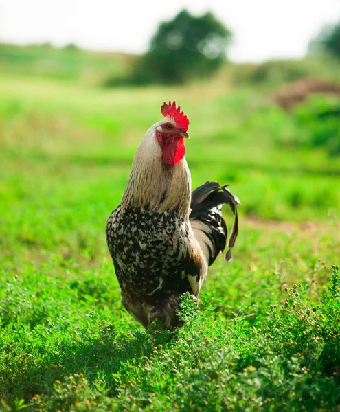 Galo na fazenda — Fotografia de Stock