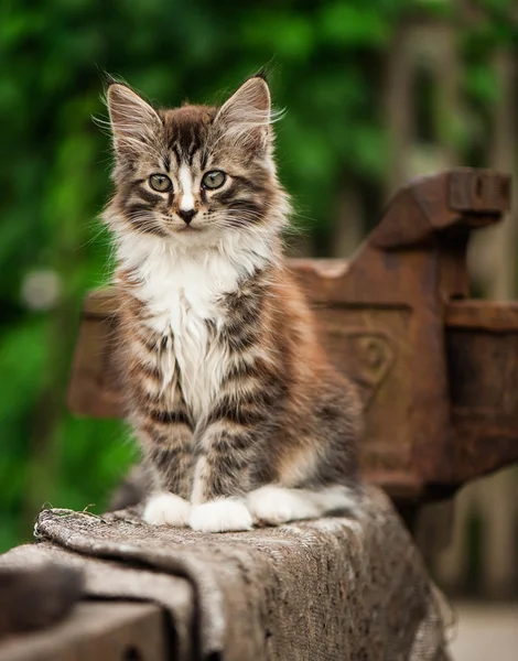 Gatinho de mesa adorável — Fotografia de Stock