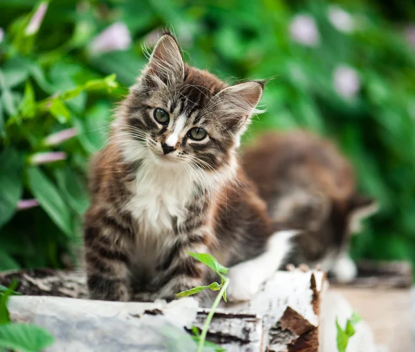 Bedårande tabby kattunge — Stockfoto