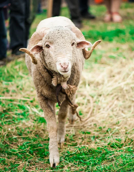 Arles Merino ram — Stock Photo, Image