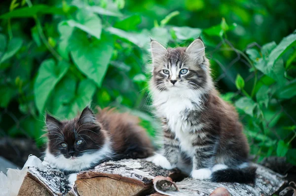 Kittens buiten — Stockfoto