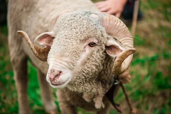 Arles Merino ram — Stock Photo, Image